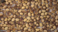 seed