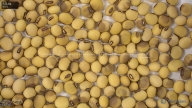 seed