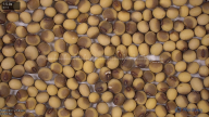 seed