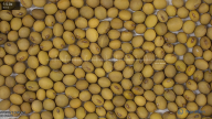 seed