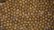 seed