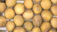 column seed