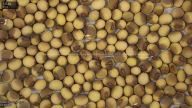 seed
