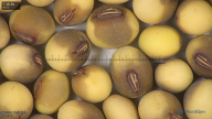 column seed