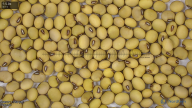 seed