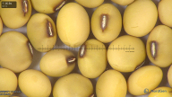 column seed