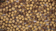seed