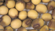 column seed