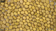 seed