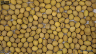 seed