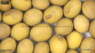 column seed