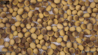 seed
