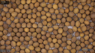seed