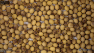 seed