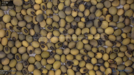 seed