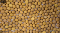 seed