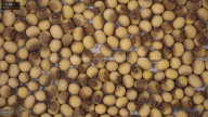 seed