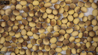 seed