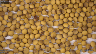 seed