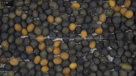 seed