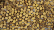 seed