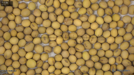 seed
