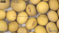 column seed