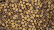 seed