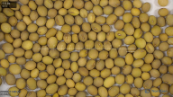 seed