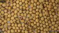 seed