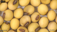 column seed