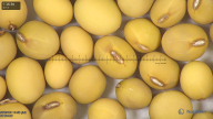 column seed