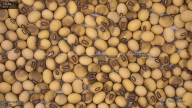 seed