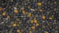 seed
