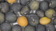 column seed