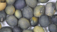column seed