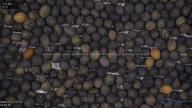 seed