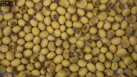 seed