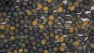 seed