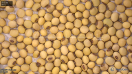 seed