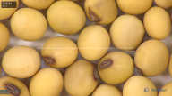 column seed