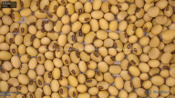 seed