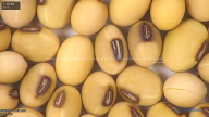 column seed