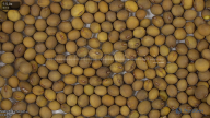 seed