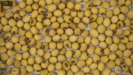 seed