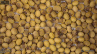 seed