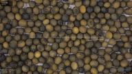 seed