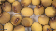 column seed