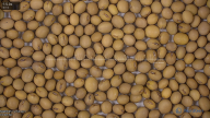 seed