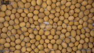 seed